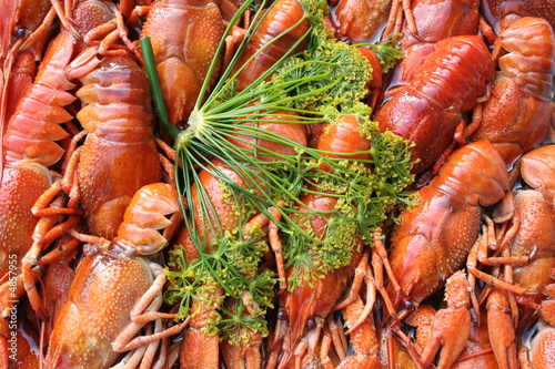 Crayfish and dill, delicacy in Sweden