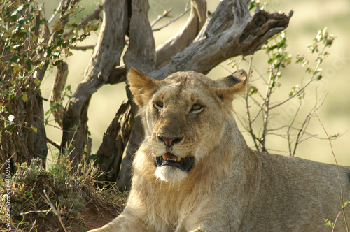 Young male lion