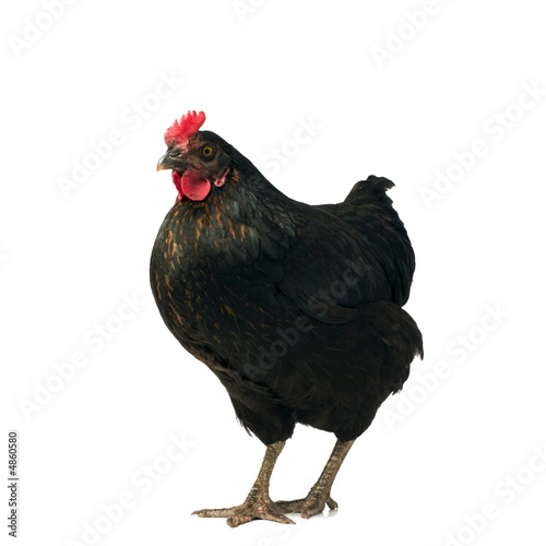black chicken