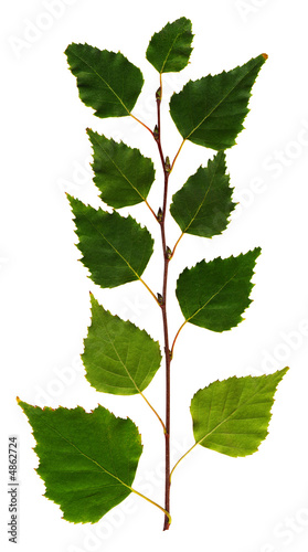 Birch branch