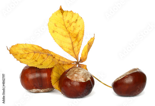 chestnut