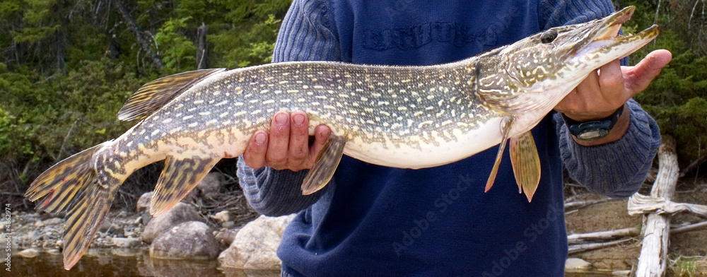 Naklejka premium Northern pike that is longer than the shoulder length of the fisherman holding it