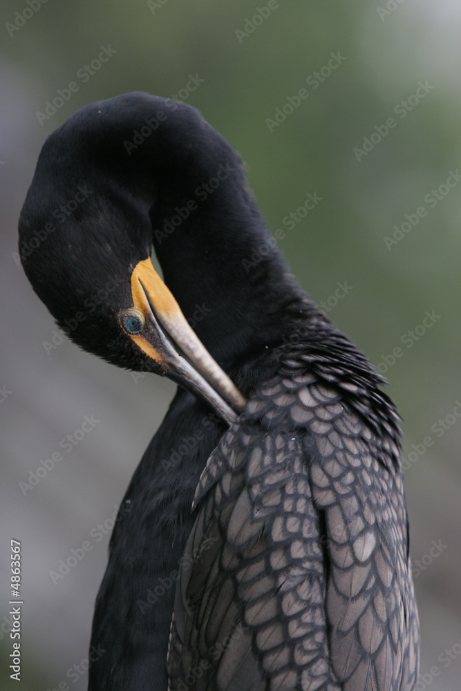 Fototapeta premium galapagos island birds