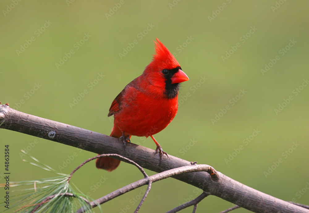 Male Northern Cardinal on a Cold Winter Day Male Northern Cardinal on a Cold Winter Day