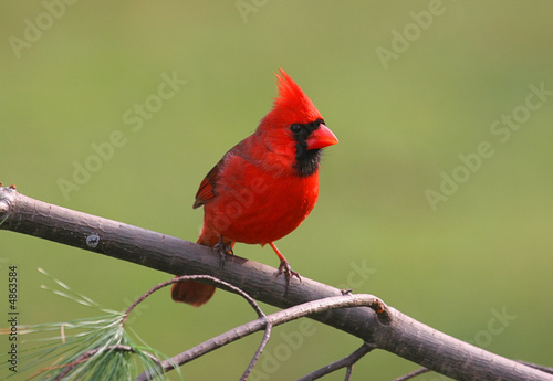 Fototapeta Male Northern Cardinal on a Cold Winter Day