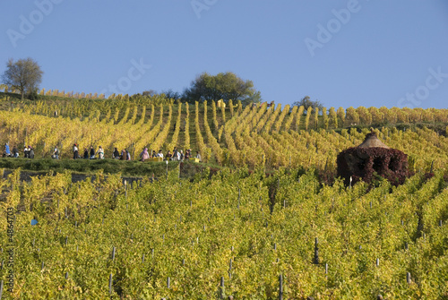 Vendanges en Alsace photo