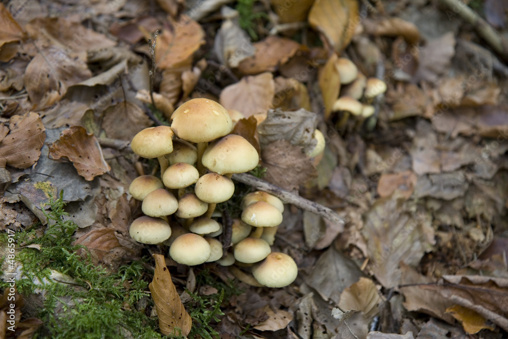 Fungus 3 Fungus 3