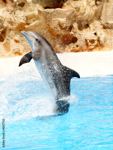 Dophin Display #3