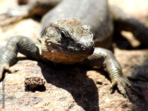 Gran Canaria Lizard