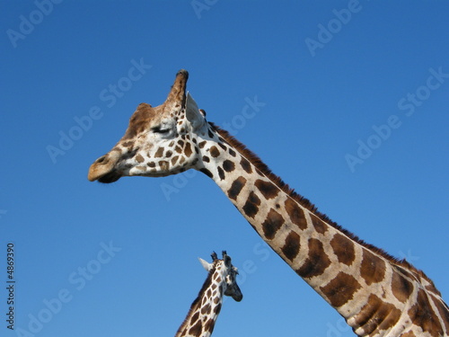 Giraffe © Dawn