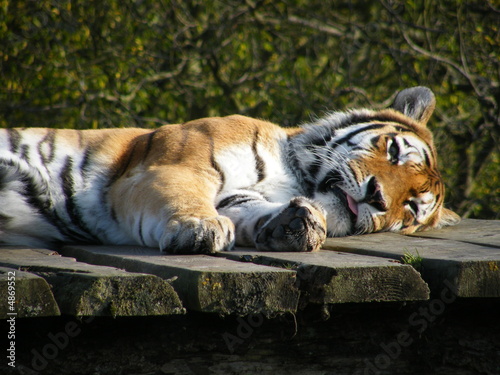 Resting Tiger