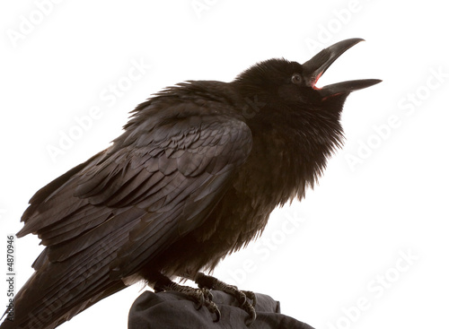 black raven