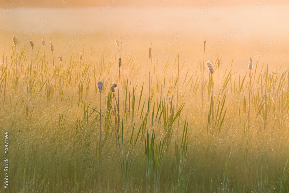 Obraz premium Marsh at Sunrise in Fog
