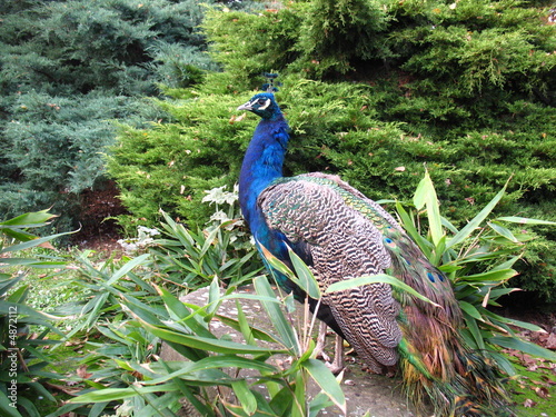 Australischer Pfau photo