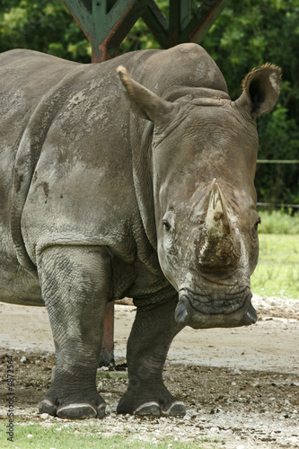 africa rhinoceros