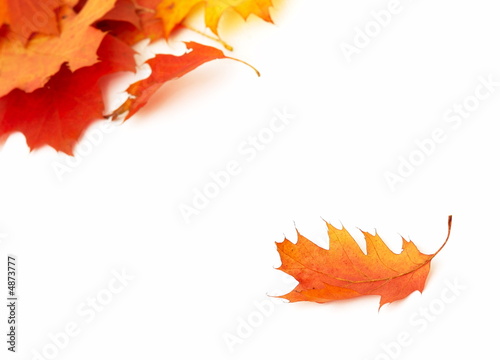 Leaf