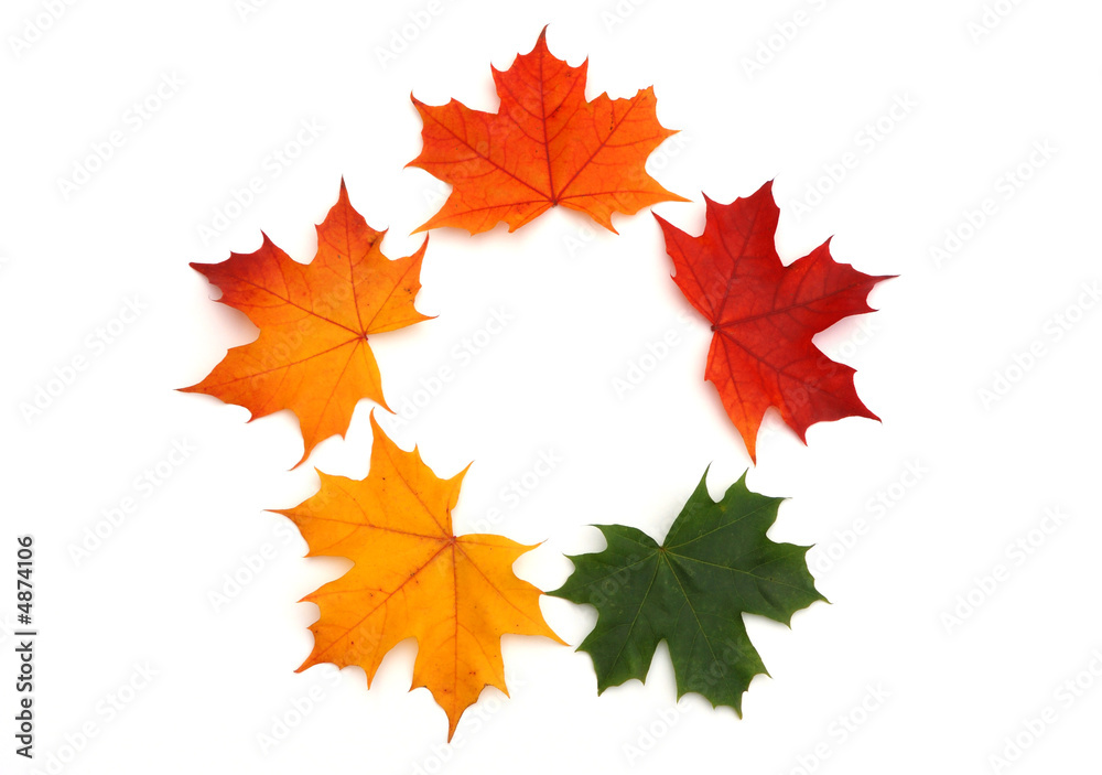 colorful maple leaf background colorful maple leaf background