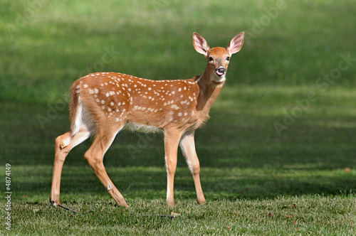 Baby White Tailed Deer Fawn
