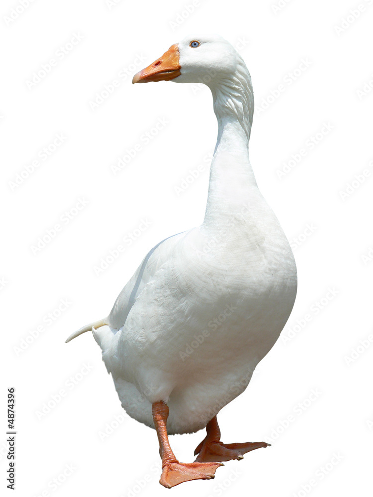 domestic goose domestic goose