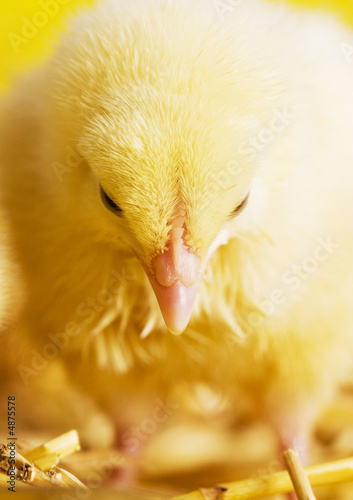 Chick