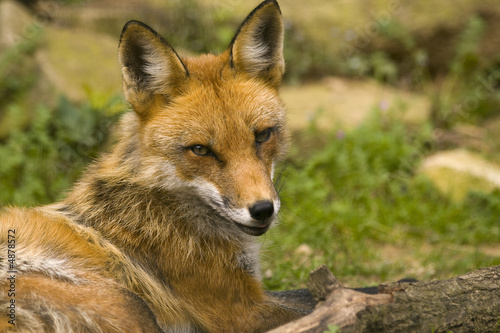 Fuchs macht Pause