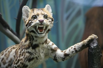 stuffed of wild cat