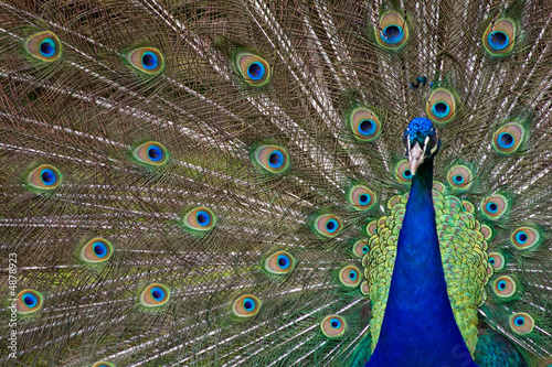 Blauer Pfau