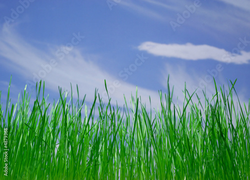 green grass1