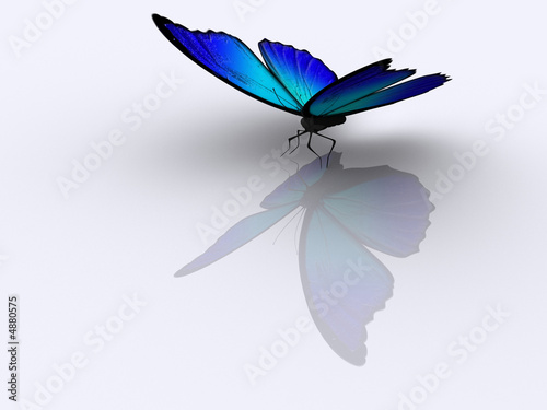 Butterfly 1 #4880575