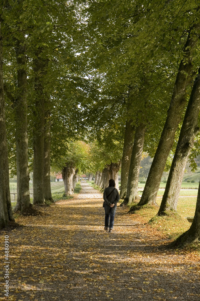 Avenue at Clausholm Castle