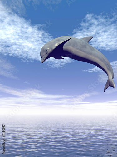 Dolphin © Sergey Tokarev
