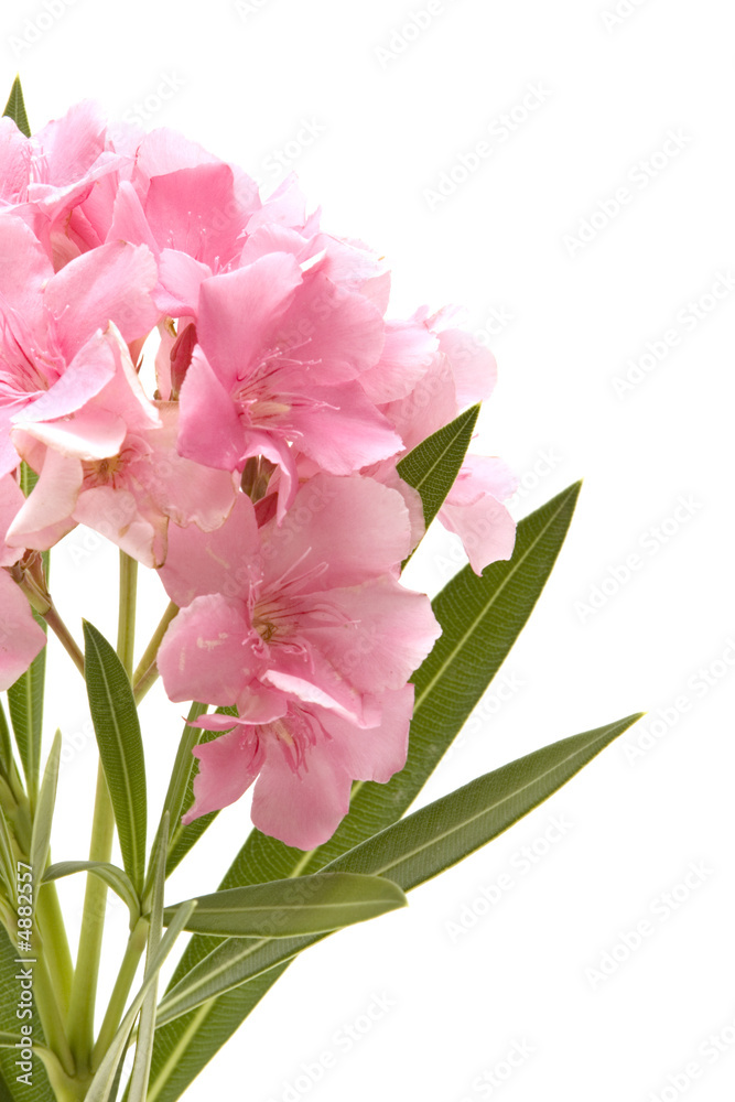 Pink oleander on white background Pink oleander on white background