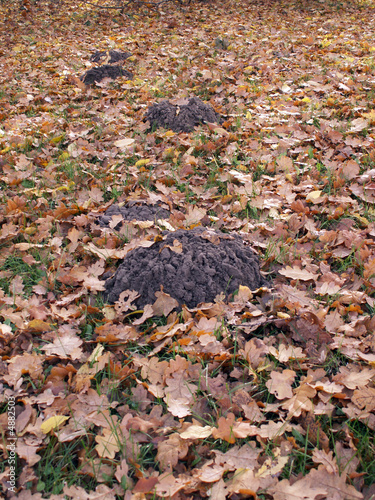 maulwurfhügel photo