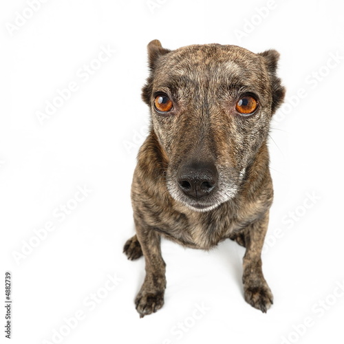 small dog isolated on white backgroud