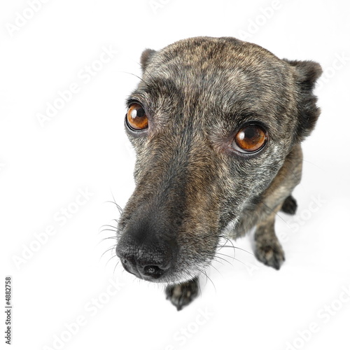 small dog isolated on white backgroud