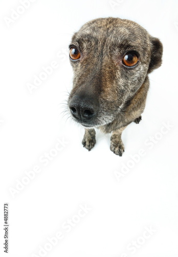small dog isolated on white backgroud