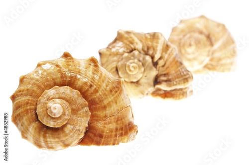 spiral shells