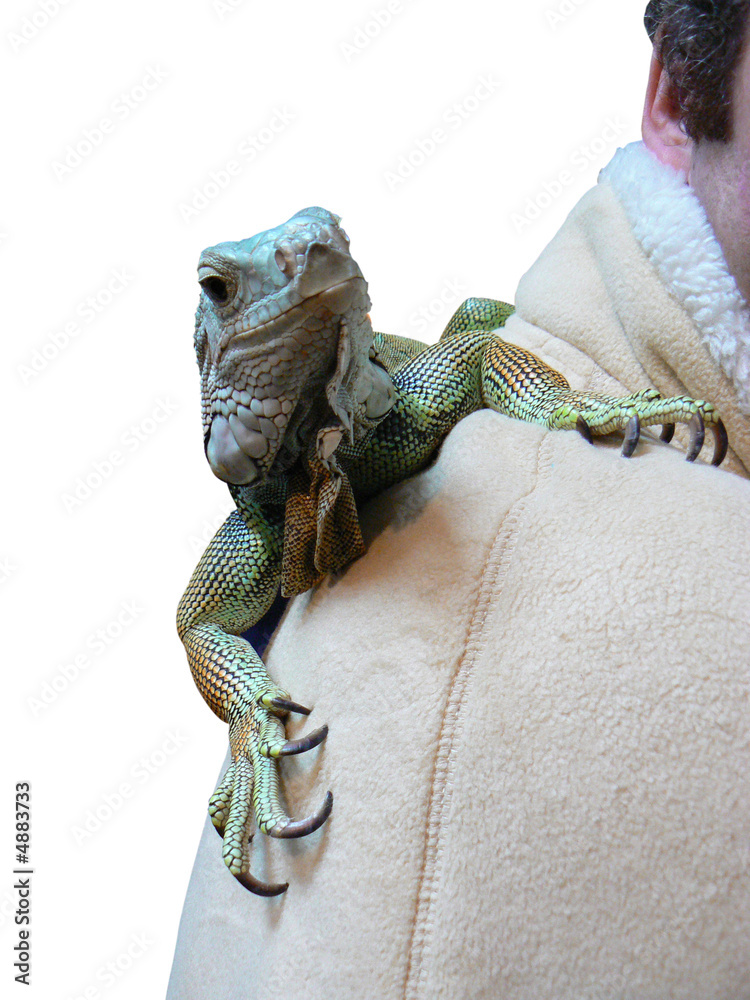 Fototapeta premium man with iguana