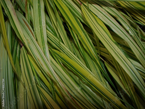 Varigated Grass photo