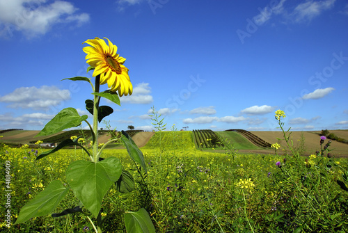 Tapety artystyczne Lone sunflower