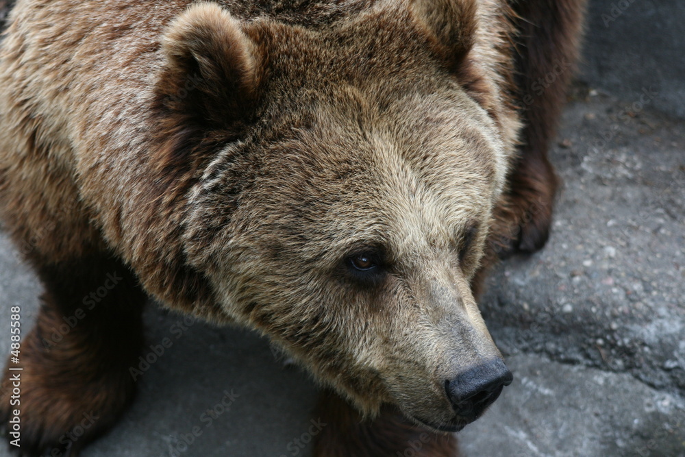 Obraz premium bear