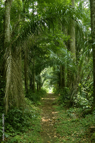 walking path in the tropical forest wide shot #4886190