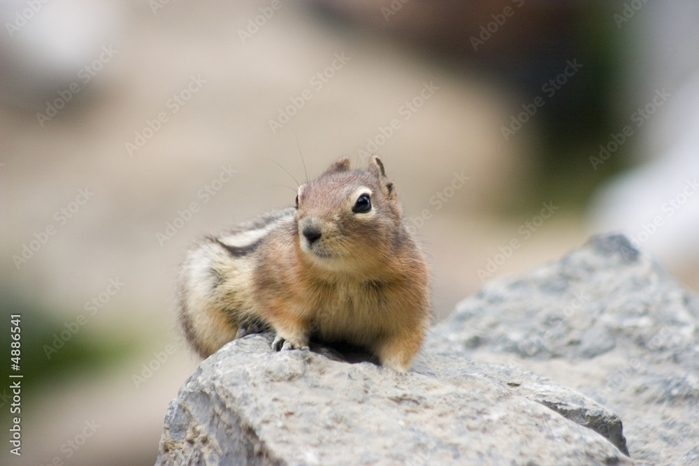 CANADA | Jasper N.P. | Ground Squirrel CANADA | Jasper N.P. | Ground Squirrel