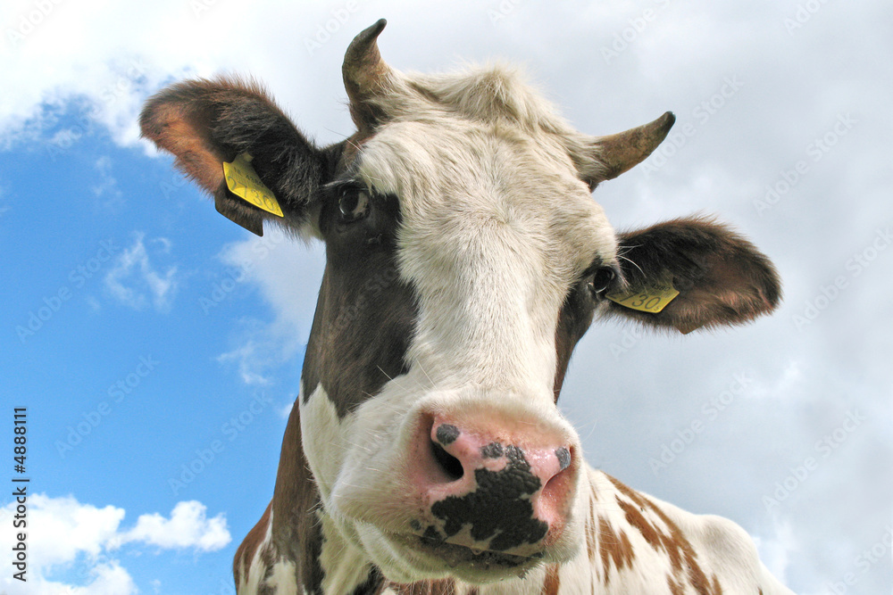 curious brown and white dutch cow curious brown and white dutch cow