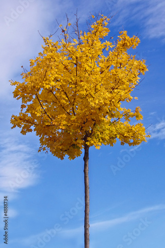 albero autunnale giallo