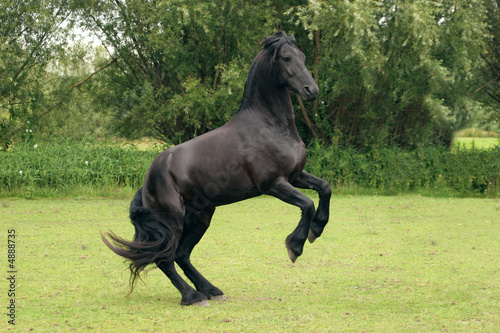 Rearing black horse