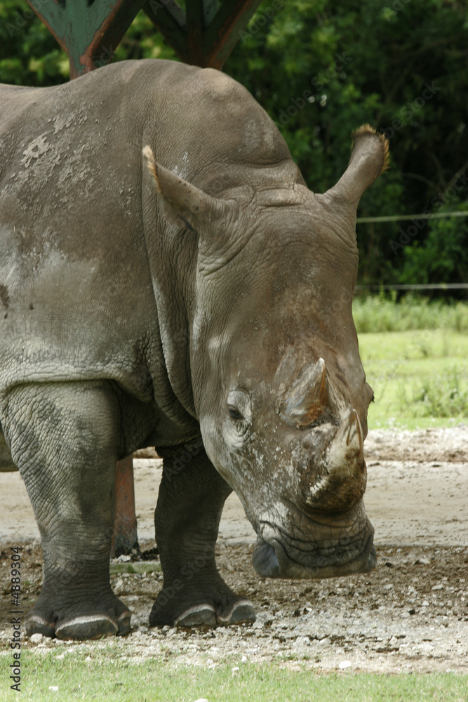 Naklejka premium rhinoceros