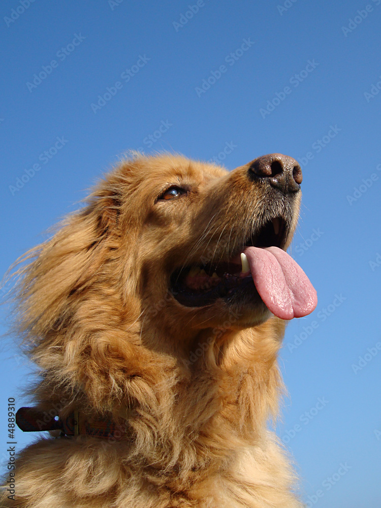 Obraz premium blond dog 4