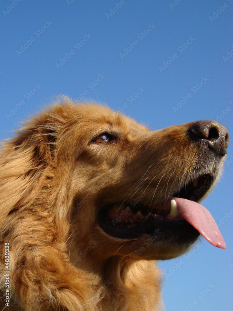 Obraz premium blond dog 3
