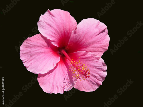 Single pink hibiscus flower on black